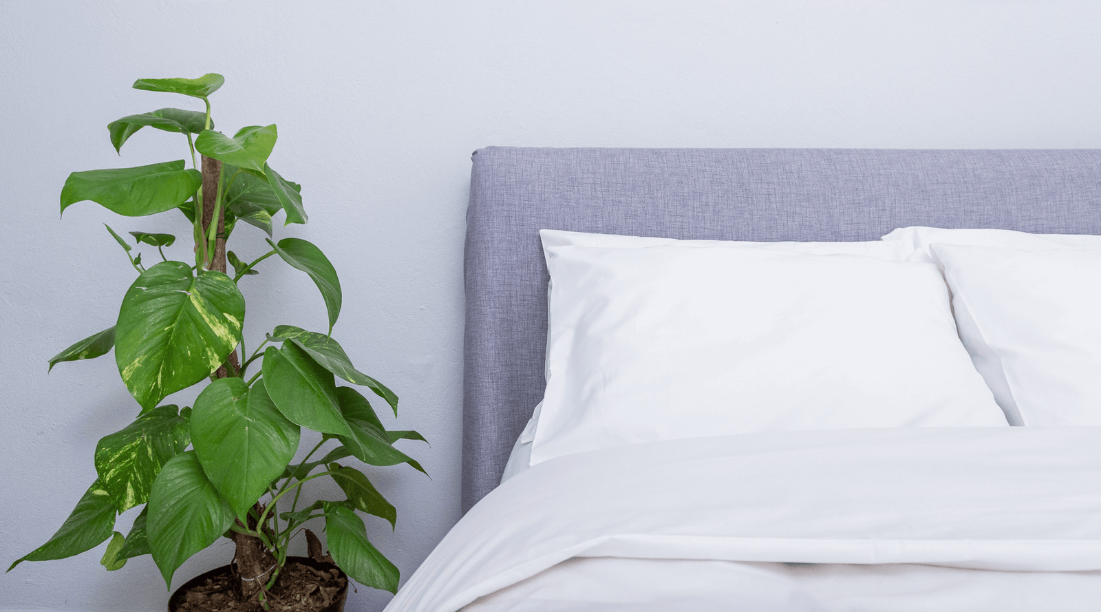 5 plantas que son un must para tu cuarto