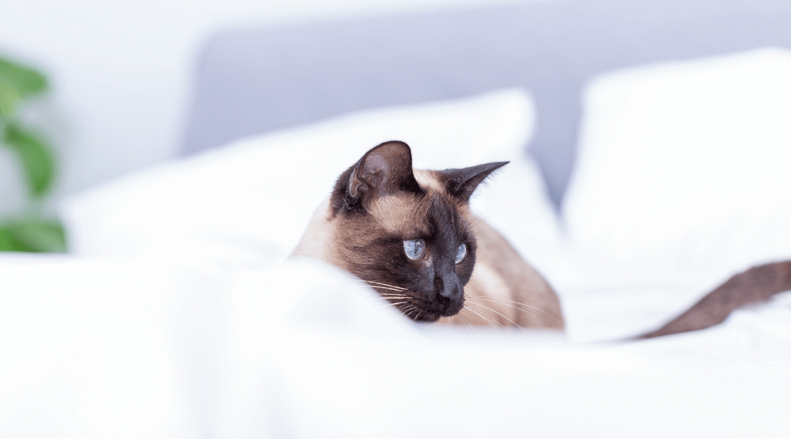 Conoce el slow living, la tendencia que privilegia vivir sin prisas