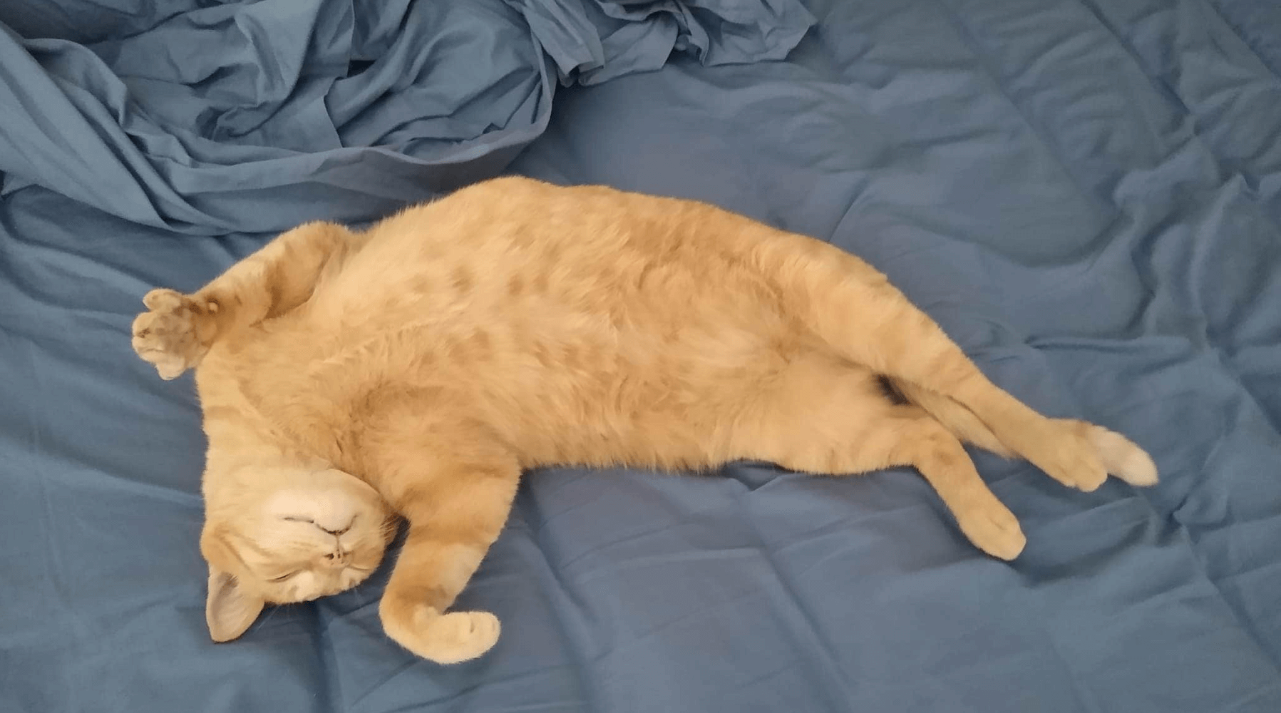 5 Apps para dormir como un gatito